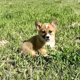 Pembroke Welsh Corgi Puppies from Nielsen's Straight Arrow Corgis