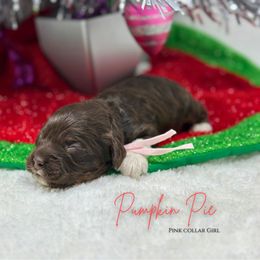 Pumpkin Pie - Brown white and tan female Cockapoo puppy in Oologah, Oklahoma from Timber Hills Poodles and Doodles