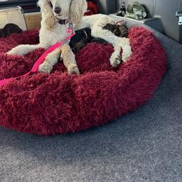 Poodle Puppies from Royal Dixie Poodles