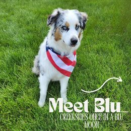 Blu - Australian Shepherd