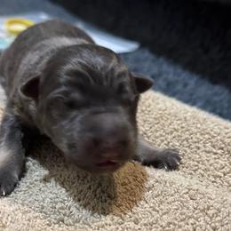 Summit - Blue male German Shepherd puppy in Barnhart, Missouri from Combat Creek German Shepherds