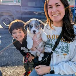 Clark(Sparky) - Brindle merle and white male American Corgi puppy in Shawnee, Oklahoma from Sunray Ranch