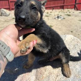 Xavier - Black and tan male German Shepherd puppy in Whitewater, California from Vom Haus Metzler Shepherds