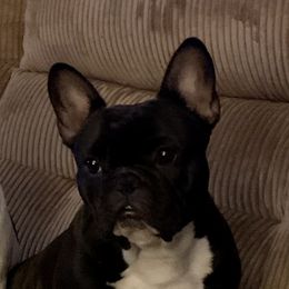 Daisy  - French Bulldog