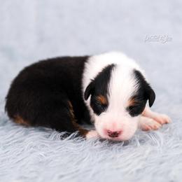 Zion - Black tri-color male Australian Shepherd puppy in Herriman, Utah from Painted Blue Aussies