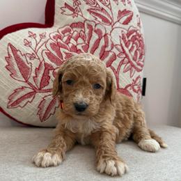 Orange collar girl - Apricot female Goldendoodle puppy in Ridgewood, New Jersey from Jessie’s Doodles