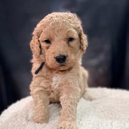 Vaughn - Cream male Goldendoodle puppy in Houston, Texas from Were The Mack'Doodles