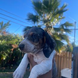 Spot - Dapple male Dachshund puppy in Yuba City, California from The Navarro Furbabies