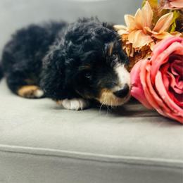 Jewel - Tri-color female Bernedoodle puppy in Northfield, New Jersey from Jersey Shore Double Doodles