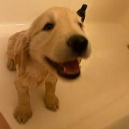 Golden Retriever Puppies from Canyon Ridge Goldens