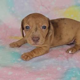 Dachshund Puppies from Newbern's Nuggets
