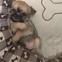 Bernese Mountain Dog and Brussels Griffon Puppies from Brooks Berner Bears