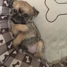 Bernese Mountain Dog and Brussels Griffon Puppies from Brooks Berner Bears
