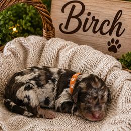 Birch- Orange Collar - Red merle male Aussiedoodle puppy in Grand Blanc, Michigan from B's Aussiedoodles