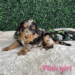 Pink girl - Blue merle female Bernedoodle puppy in Modesto, California from Two Doods Doodles