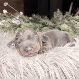 Violetta - Gray (blue) and cream female Dachshund puppy in Washburn, Tennessee from Clinch Mountain Dachshunds