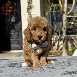 Boy 2 - Apricot male Goldendoodle puppy in San Diego, California from Goldendoodles & Poodles of San Diego