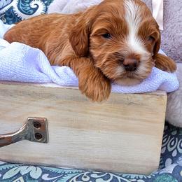 Nutmeg - Brown male Cavapoo puppy in Syracuse, Utah from Just Doodling Dogs