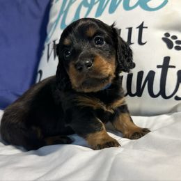 Ernie - Dapple male Dachshund puppy in Tulsa County, Oklahoma from Willow Creek Miniature Dachshunds