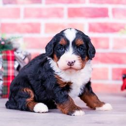 1st Choice - Female - Tri-color female Bernedoodle puppy in Arthur, Illinois from Central Illinois Bernedoodles