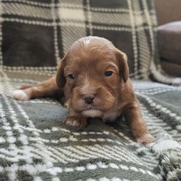 Phlegma The Fierce- Pink Collar - Red female Cavapoo puppy in Mocksville, North Carolina from Hunting Creek Farm & Kennel