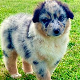 Atlas - Blue merle male Australian Shepherd puppy in Mineral Wells, Texas from A6 Australian Shepards