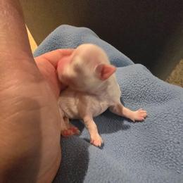 Lola - White female Maltese puppy in Ludington, Michigan from OT Maltese & Co
