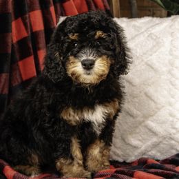 Red Collar Girl - Black tri-color Assorted Doodle Crosses puppy in Hebron, Indiana from Duneland Doodles