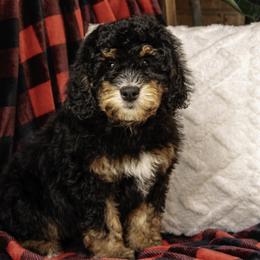 Red Collar Girl - Black tri-color Assorted Doodle Crosses puppy in Hebron, Indiana from Duneland Doodles