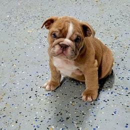 Mariah - Fawn female Bulldog puppy in Lewisberry, Pennsylvania from Salted Rim Corgis