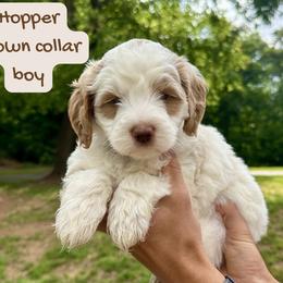 Hopper - Parti male Goldendoodle puppy in Taylorsville, North Carolina from Doggone Dixie Doodles