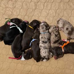 Australian Shepherd Puppies from WigglyButts Aussies LLC