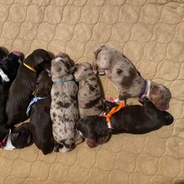 Australian Shepherd Puppies from WigglyButts Aussies LLC