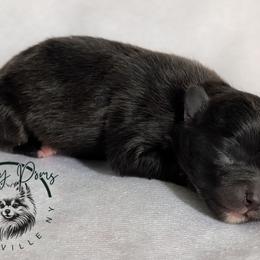 Storm - Black female Pomeranian puppy in Fultonville, New York from Sandy Aussies & Pomeranians