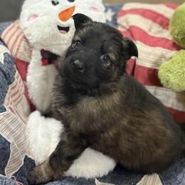 Ms.Teal - Sable female German Shepherd puppy in Berlin, Wisconsin from Gypsy Miracle Kennels