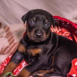 Lime Boy - Black and rust male Doberman Pinscher puppy in Shelby, North Carolina from IronBee Dobermans