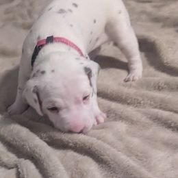 Girl 2 JUSTICE - White and liver brown female Dalmatian puppy in Sebring, Florida from God It Covered In Spots Dalmatians