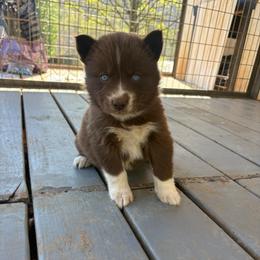 Purple - Red and white female Siberian Husky puppy in Jonesborough, Tennessee from Dry Creek Siberians