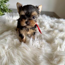 Yorkshire Terrier Puppies from Crystal Garden Yorkies