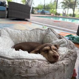 Dachshund Puppies from Sonshine's Southern Doxies