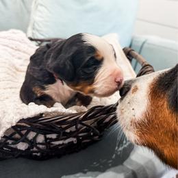 Zeus - Black rust and white male Bernese Mountain Dog puppy in Marne, Michigan from MI Doodles