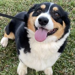 Cavalier King Charles Spaniels, Cavapoos, and Pembroke Welsh Corgis from Griffins Puppies