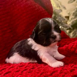 Lily - Black and white female Shih Tzu puppy in Lexington, North Carolina from SCS Shih Tzus