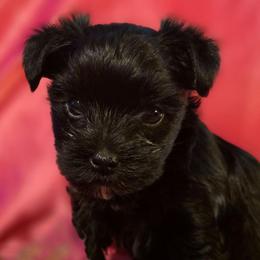CKC Bella - Black and tan female Yorkshire Terrier puppy in West Enfield, Maine from GRIFFEY'S SPA AND KENNEL