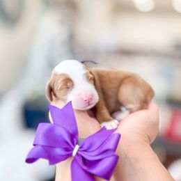 Boy 1 - Red  male Goldendoodle puppy in Ontario, California from Teddy Doodles & Standard Poodles