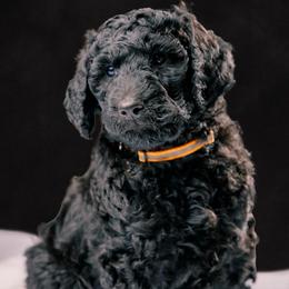 Sandy - Silver female Poodle puppy in Shoreline, Washington from Fluffy Poodles