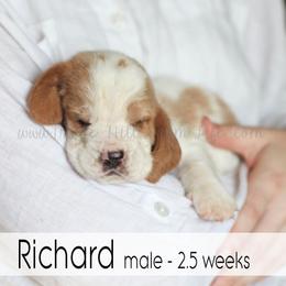 Richard - Red and white male Basset Hound puppy in Jefferson City, Missouri from Triple Hill Farm