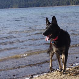 German Shepherds from Diamond Peak German Shepherds