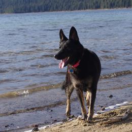 German Shepherds from Diamond Peak German Shepherds