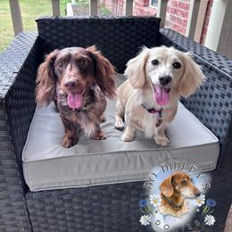 Dachshund puppies from Bo Didley's Doxies